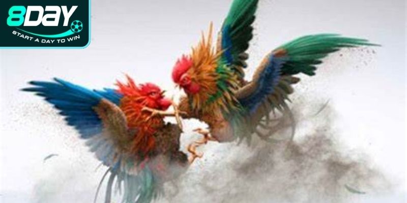 Hướng dẫn tham gia đá gà